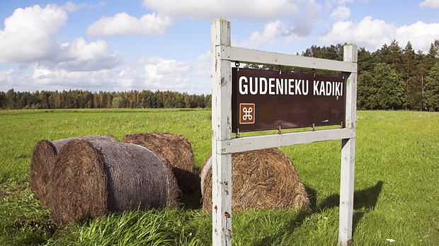 Gudenieku kadiķu audze